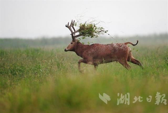 春回大地 奔跑吧麋鹿