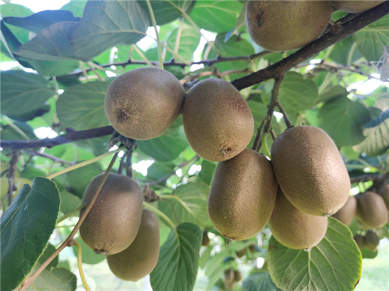 【B】河南寶豐：獼猴桃成了村民致富的“金果果”