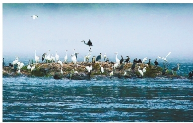 水鳥樂園——渾江