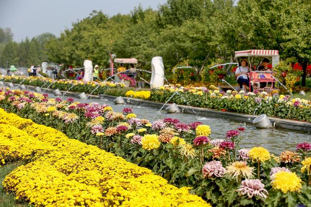 9月15日　火曜日_fororder_菊文化节2