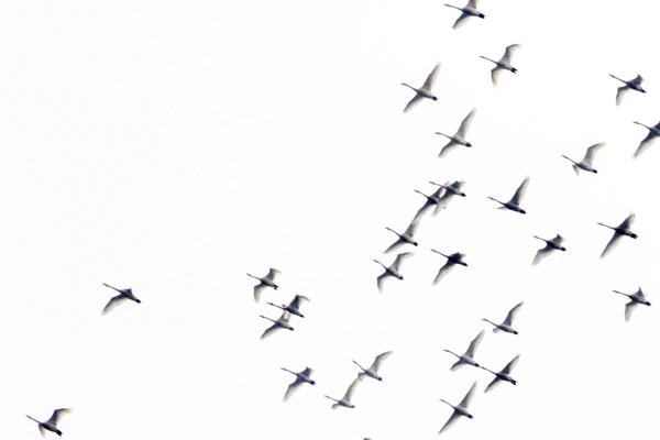 【圖説2】焦作這個地方飛來了一群白天鵝！