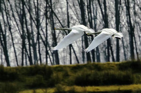 【圖説2】焦作這個地方飛來了一群白天鵝！