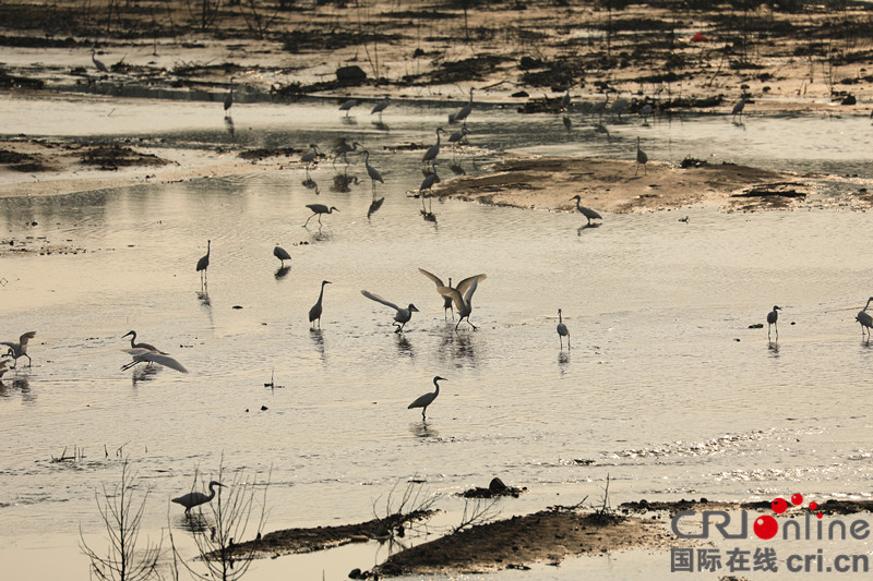淄博淄川开发区孝妇河水质清澈 鱼虾成群_fororder_图二_副本