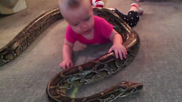 美國一名父親讓1歲大寶寶與蟒蛇玩耍 被批愚蠢