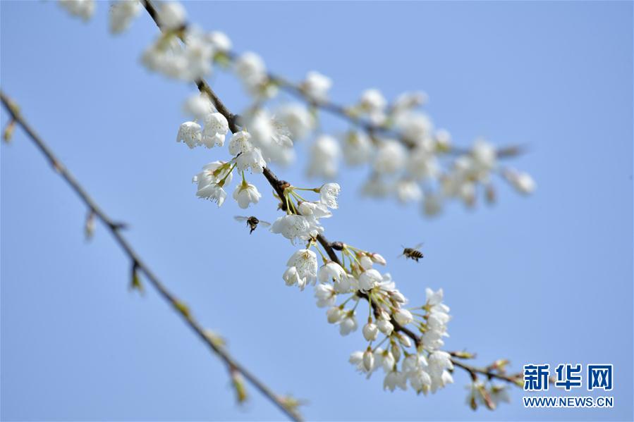 湖北：惊蛰春色