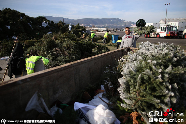 旧金山将回收523吨圣诞树用于发电