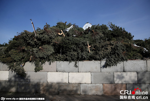 旧金山将回收523吨圣诞树用于发电