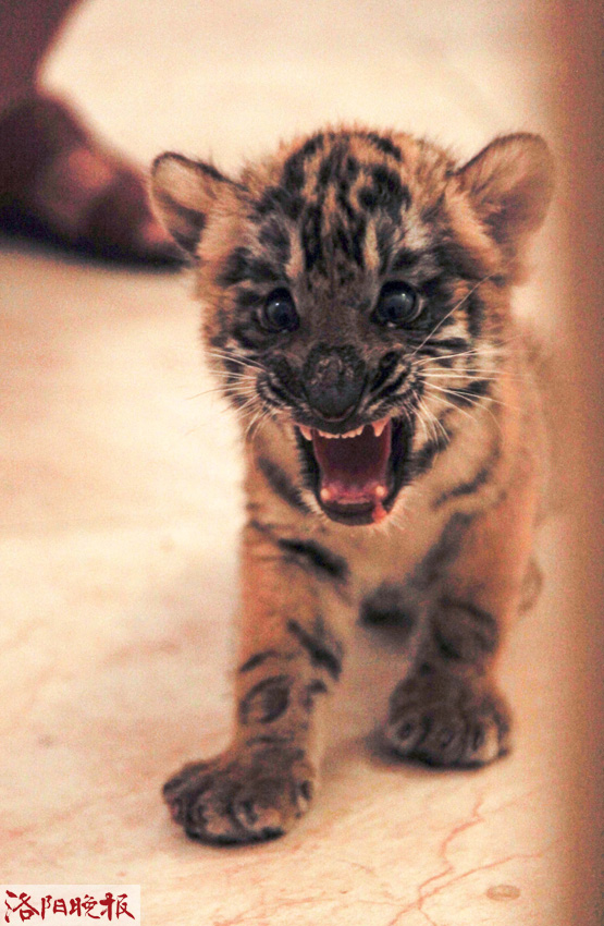 王城公园再添4只华南虎幼崽 来听听“奶爸”的养育经吧 王城公园再添4只华南虎幼崽 来听听“奶爸”的养育经吧