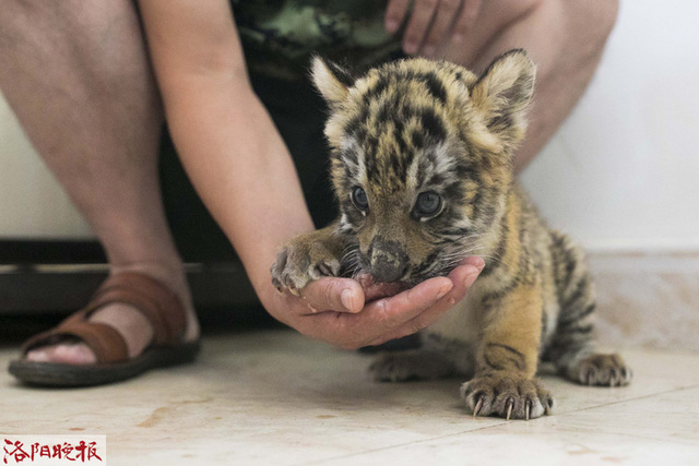 王城公园再添4只华南虎幼崽 来听听“奶爸”的养育经吧 王城公园再添4只华南虎幼崽 来听听“奶爸”的养育经吧