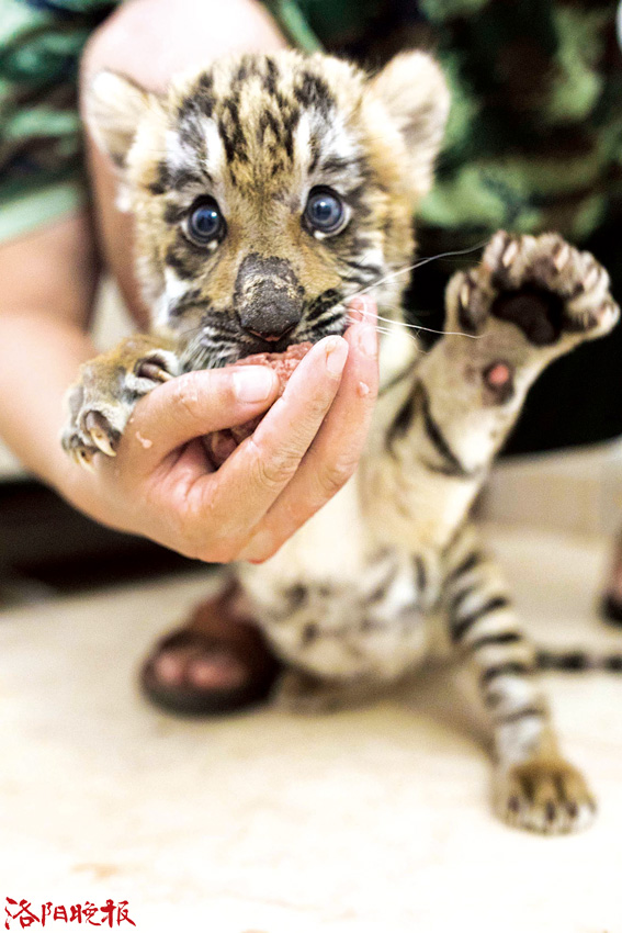 王城公园再添4只华南虎幼崽 来听听“奶爸”的养育经吧 王城公园再添4只华南虎幼崽 来听听“奶爸”的养育经吧