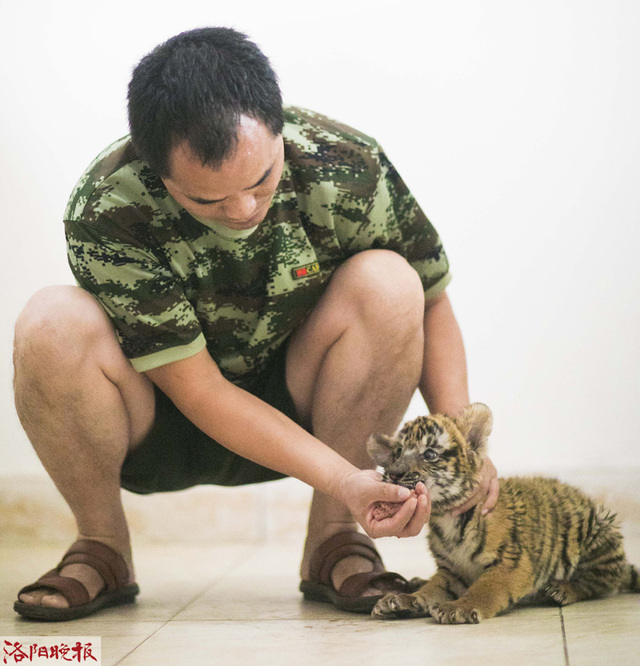 王城公园再添4只华南虎幼崽 来听听“奶爸”的养育经吧 王城公园再添4只华南虎幼崽 来听听“奶爸”的养育经吧