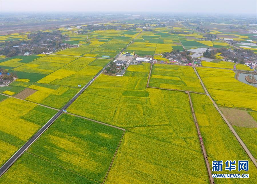 四川广汉：“以花为媒”发展乡村旅游