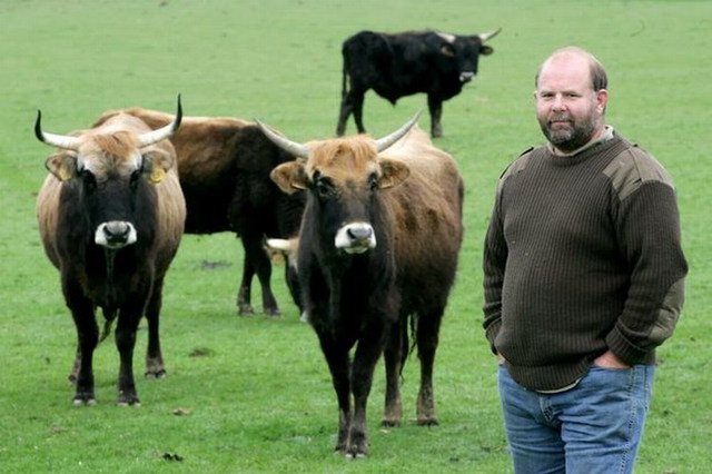 英國農場主飼養“納粹野牛” 稱其如野獸般兇猛
