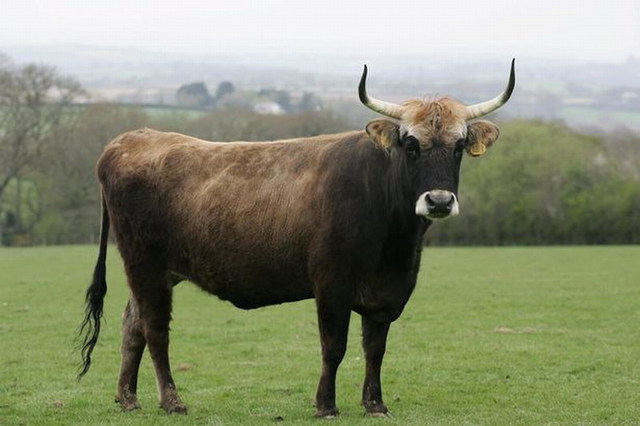 英国农场主饲养“纳粹野牛” 称其如野兽般凶猛
