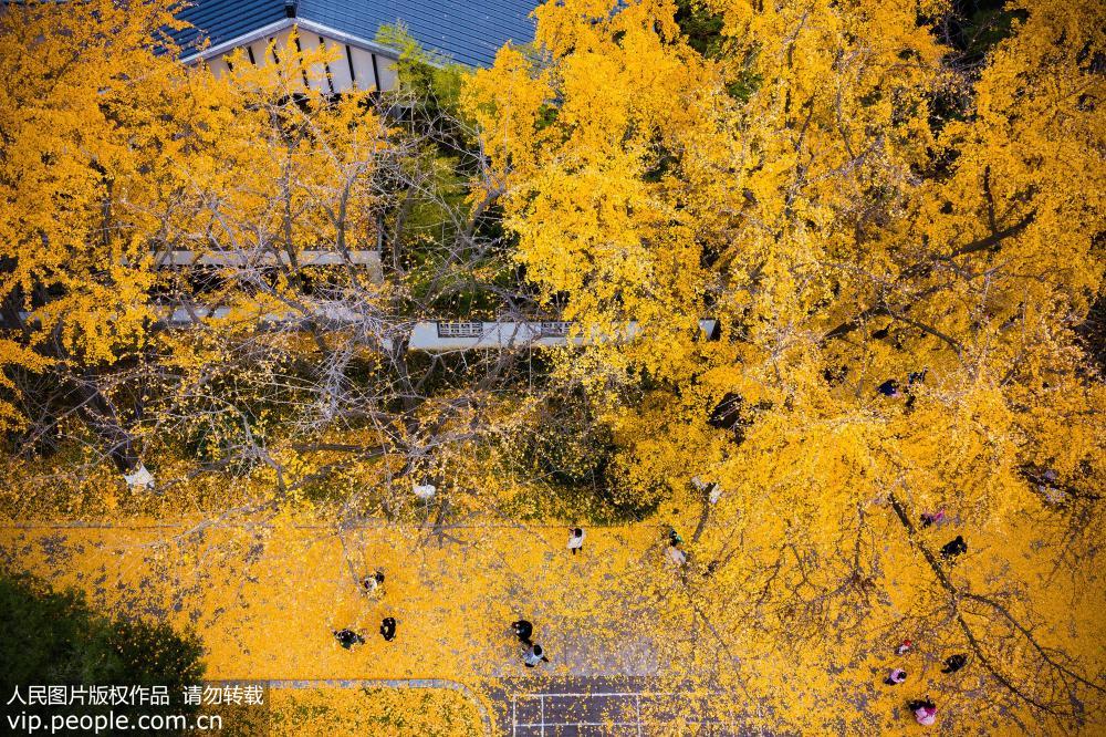 南京：银杏叶落铺“金毯”