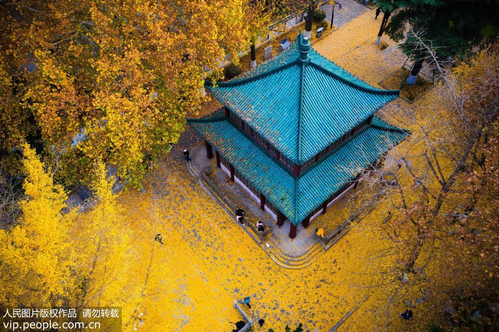 南京：银杏叶落铺“金毯”