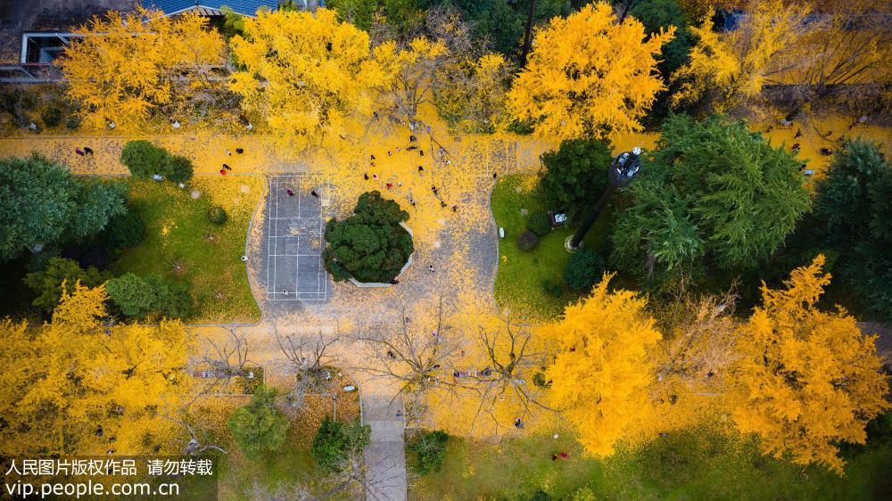 南京：银杏叶落铺“金毯”