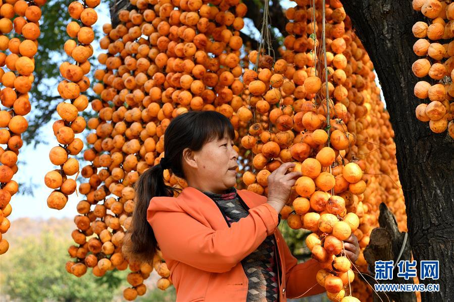 山西平陆：金秋柿飘香