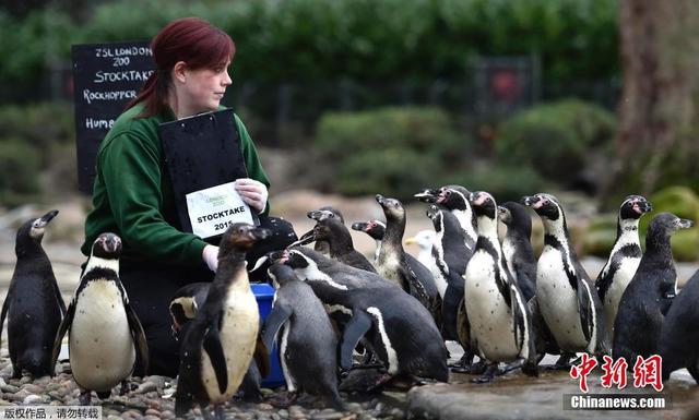 伦敦动物园进行年度盘点 750余种动物逐个数