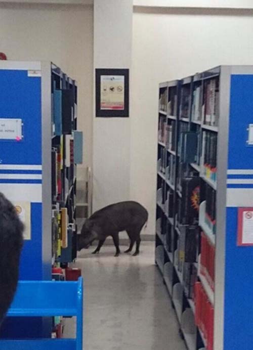 马来西亚野猪闯进大学校园 大闹图书馆