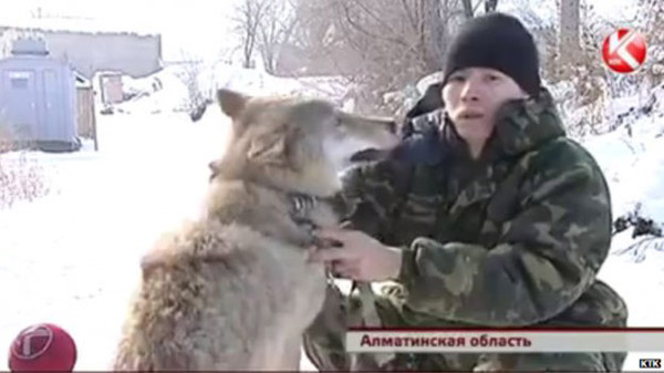 馴狼風靡哈薩克斯坦 村民用狼代替看門狗