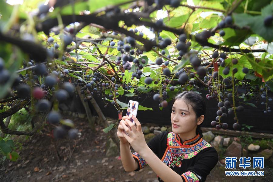 福建福安：葡萄熟了 游客来了 畲乡富了