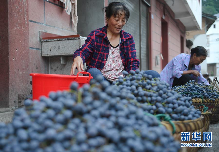 福建福安：葡萄熟了 游客来了 畲乡富了