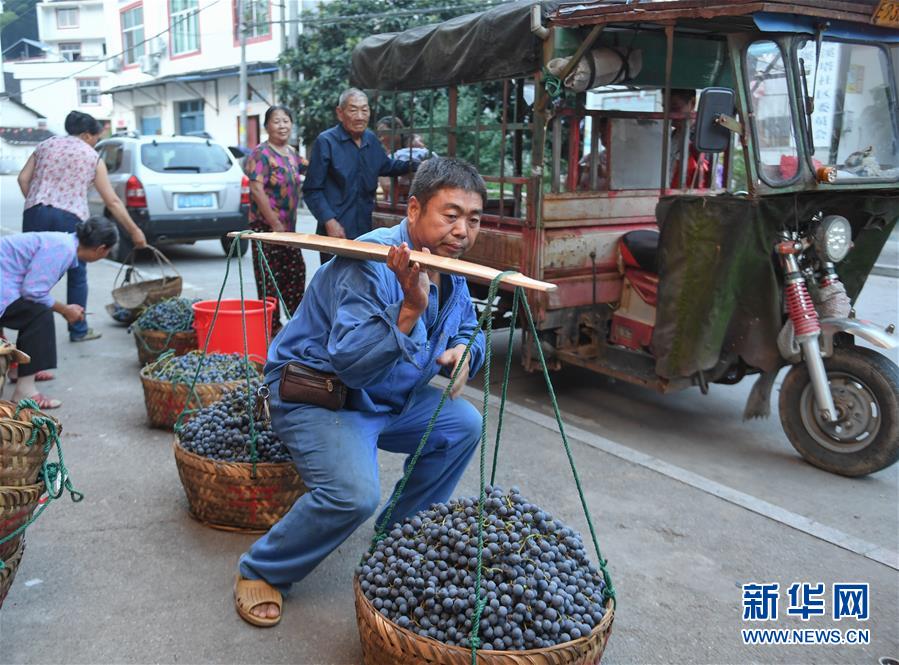 福建福安：葡萄熟了 游客来了 畲乡富了
