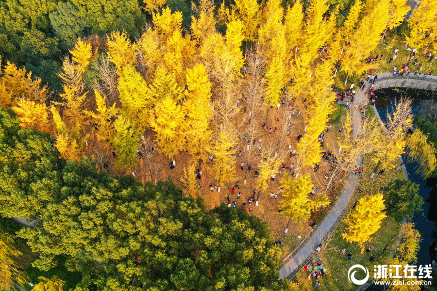 宁波：院士林内满眼金黄 市民尽享浓浓秋意