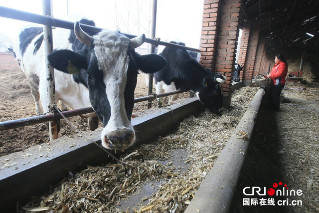 京冀地区牛奶滞销 北京奶农日倒上千斤牛奶