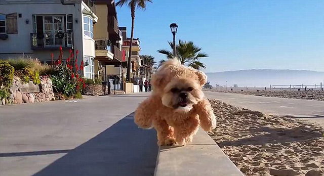 美國小狗穿泰迪熊套裝沙灘行視頻走紅