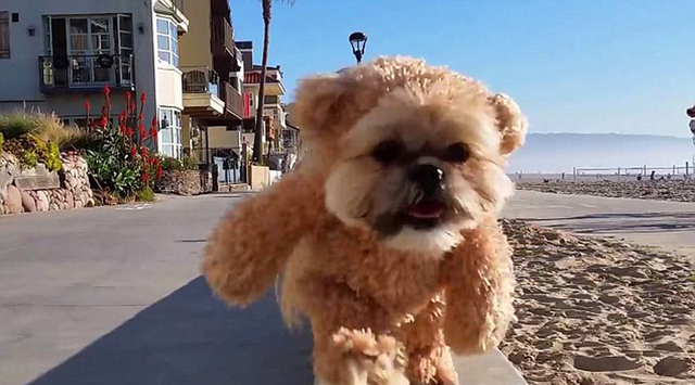 美國小狗穿泰迪熊套裝沙灘行視頻走紅