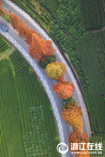 杭州梅灵南路秋色正浓
