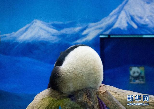 大熊猫宝宝“圆仔”断奶开始独立生活