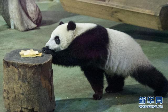 大熊猫宝宝“圆仔”断奶开始独立生活
