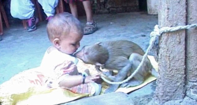印度一母猴母愛勃發 將女嬰當自己寶寶照顧
