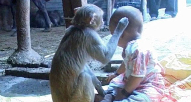 印度一母猴母爱勃发 将女婴当自己宝宝照顾