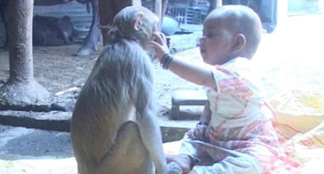 印度一母猴母爱勃发 将女婴当自己宝宝照顾