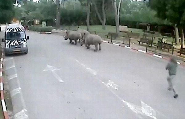 以色列3头犀牛趁保安打盹溜出动物园