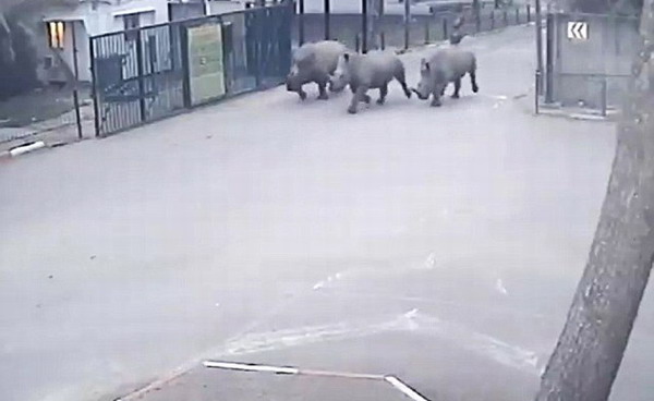 以色列3头犀牛趁保安打盹溜出动物园