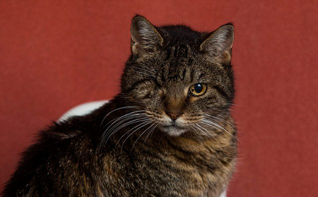 世界最老貓咪相當於人類125歲 曾被車輾過25次