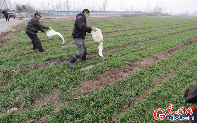 河南新乡：鲜牛奶滞销 奶农用鲜牛奶浇地