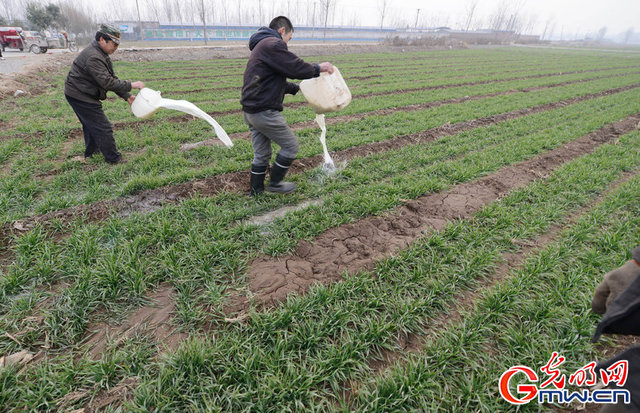 河南新乡：鲜牛奶滞销 奶农用鲜牛奶浇地