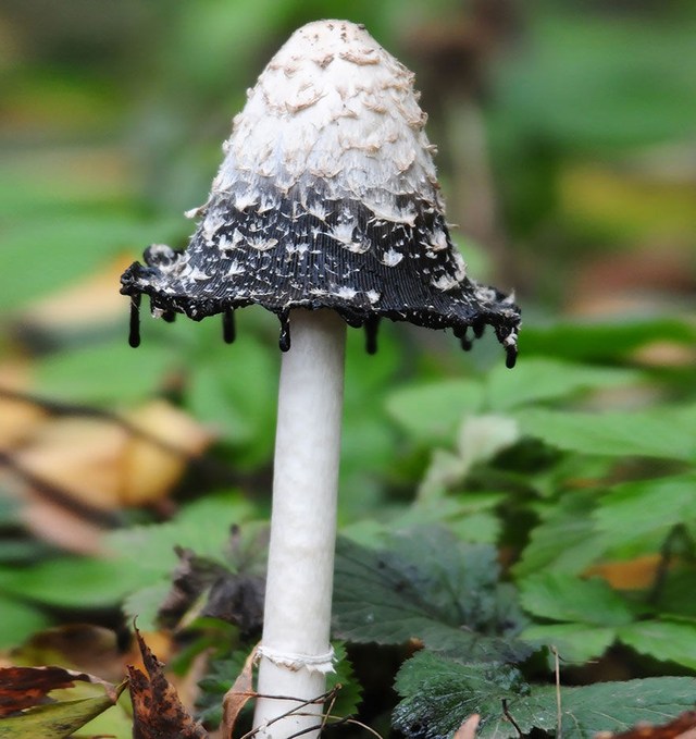 爱不释手却不得不忍痛割爱的20种罕见蘑菇