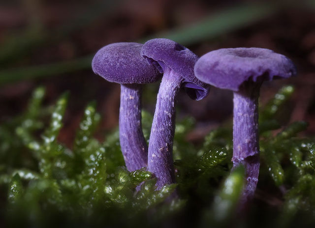 爱不释手却不得不忍痛割爱的20种罕见蘑菇