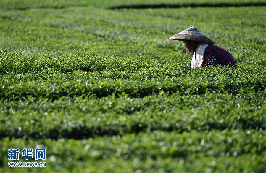 湖北恩施：茶农抢采立秋茶