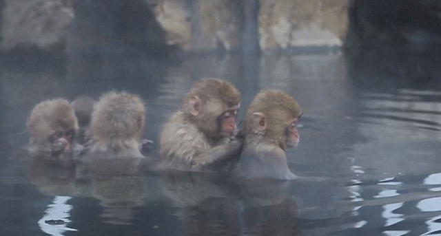 日本雪猴泡温泉取暖 享受表情萌翻游客