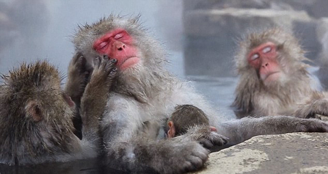 日本雪猴泡溫泉取暖 享受表情萌翻遊客