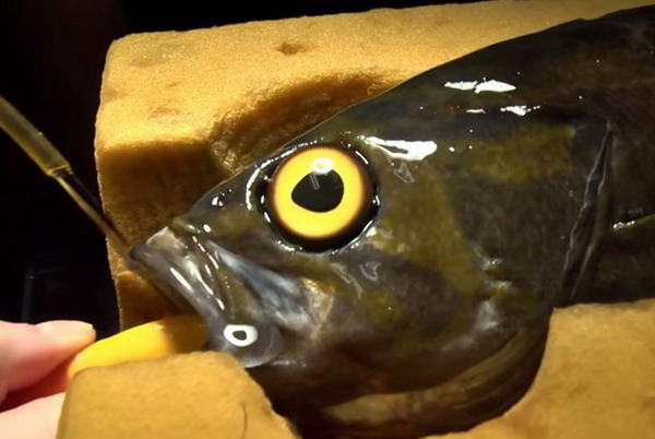 溫哥華水族館為獨眼魚裝義眼 防止被欺負