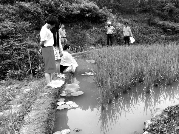 【能源環保 列表】生態農業：山林養雞 雞糞肥田 稻田養魚